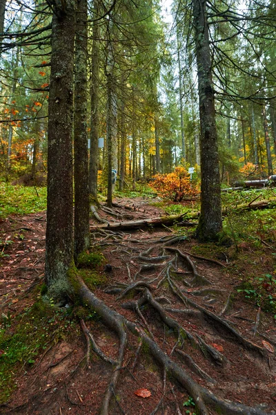Krajina Borovým Lesem Turistickou Stezkou Horách — Stock fotografie