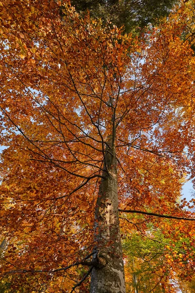 Красочный Лес Осенью Закате — стоковое фото