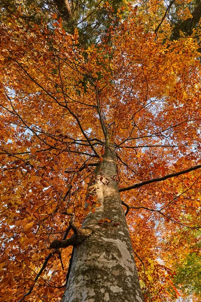 Forêt Colorée Automne Coucher Soleil — Photo