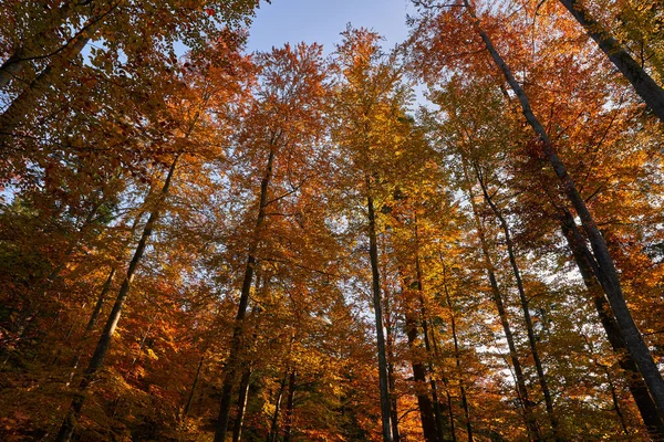 Kolorowy Las Jesienią Zachodzie Słońca — Zdjęcie stockowe