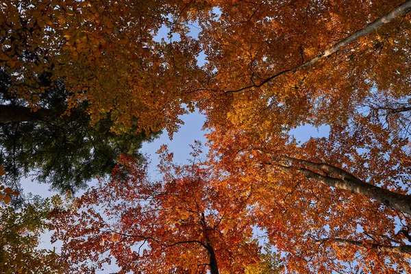 Floresta Colorida Outono Pôr Sol — Fotografia de Stock