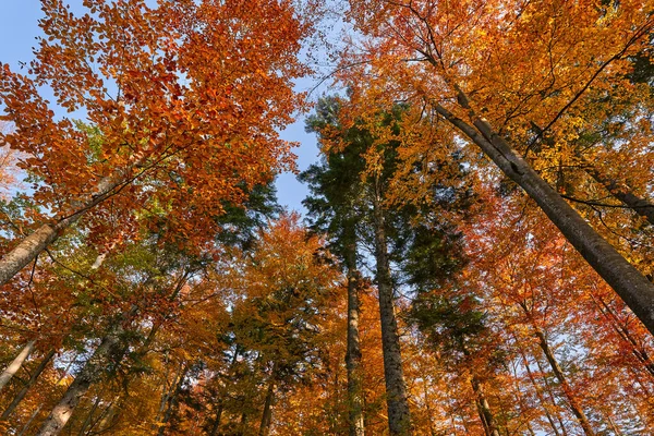 Floresta Colorida Outono Pôr Sol — Fotografia de Stock