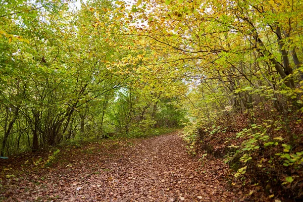 落葉樹林と多くの落ち葉のカラフルな秋の風景 ストックフォト