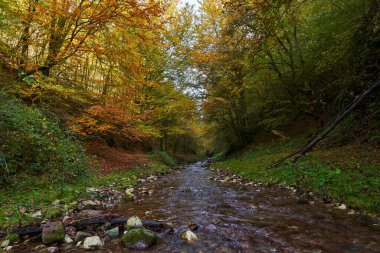 Sonbaharın ortasında renkli bir ormanın içinden yavaşça akan bir nehrin canlı manzarası.