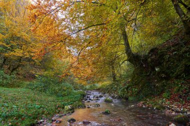 Sonbaharın ortasında renkli bir ormanın içinden yavaşça akan bir nehrin canlı manzarası.