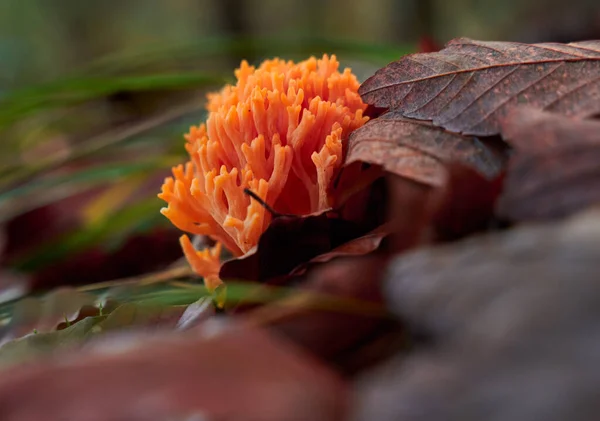 Korallenpilz Ramaria Botrytis Auch Als Rosapilz Bekannt Nahaufnahme — Stockfoto