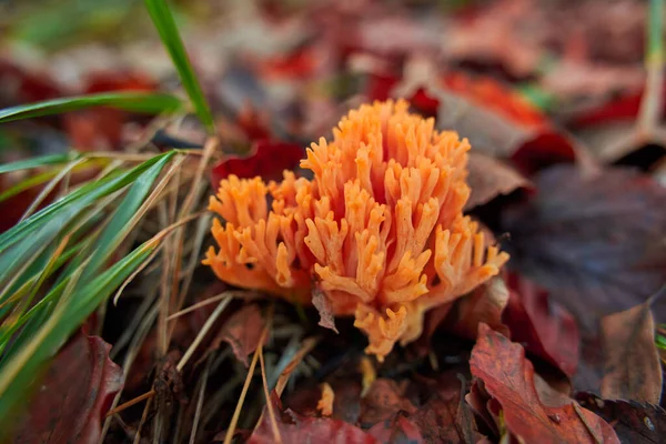 Cogumelo Coral Ramaria Botrytis Também Conhecido Como Fungos Ponta Rosa — Fotografia de Stock