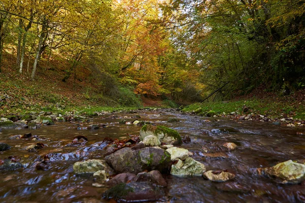 秋天的中秋 一条河在五彩斑斓的森林中缓缓流淌 景色明媚动人 — 图库照片