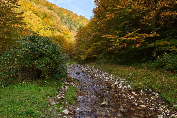 Sonbaharın Ortasında Renkli Bir Ormanın Içinden Yavaşça Akan Bir Nehrin — Stok fotoğraf