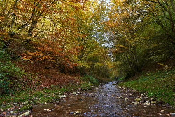 Vibrerande Landskap Flod Som Sakta Rinner Genom Färgglad Skog Mitten — Stockfoto