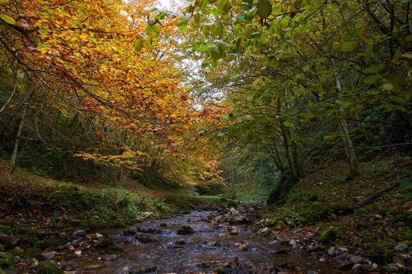 Paisagem Vibrante Rio Fluindo Lentamente Através Uma Floresta Colorida Meados — Fotografia de Stock