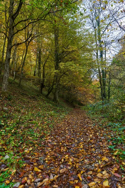 Levendig Landschap Van Een Rivier Langzaam Stromend Door Een Kleurrijk — Stockfoto