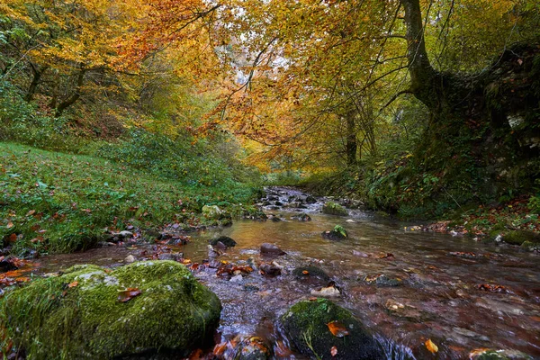 Paisaje Vibrante Río Que Fluye Lentamente Través Colorido Bosque Mediados — Foto de Stock