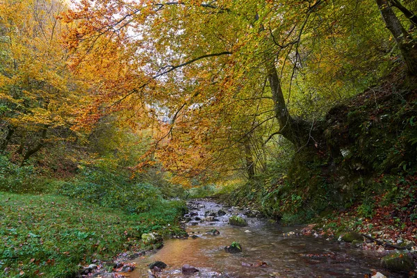 Paisaje Vibrante Río Que Fluye Lentamente Través Colorido Bosque Mediados —  Fotos de Stock