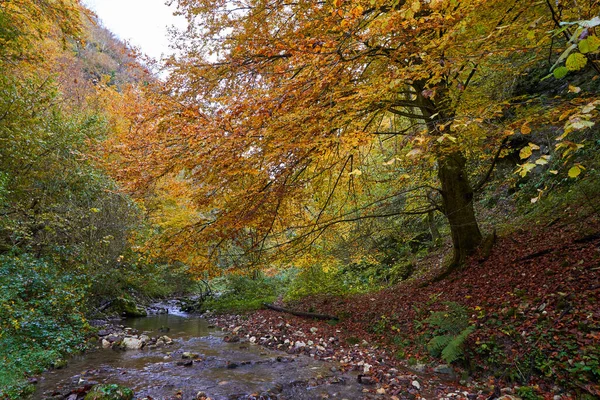 Sonbaharın Ortasında Renkli Bir Ormanın Içinden Yavaşça Akan Bir Nehrin — Stok fotoğraf