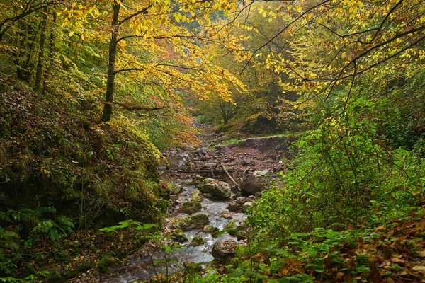 Paisaje Vibrante Río Que Fluye Lentamente Través Colorido Bosque Mediados — Foto de Stock