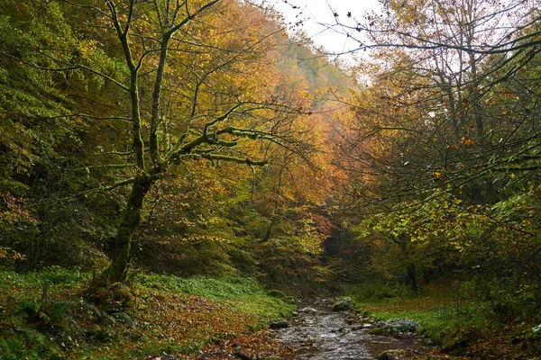 Paisaje Vibrante Río Que Fluye Lentamente Través Colorido Bosque Mediados — Foto de Stock