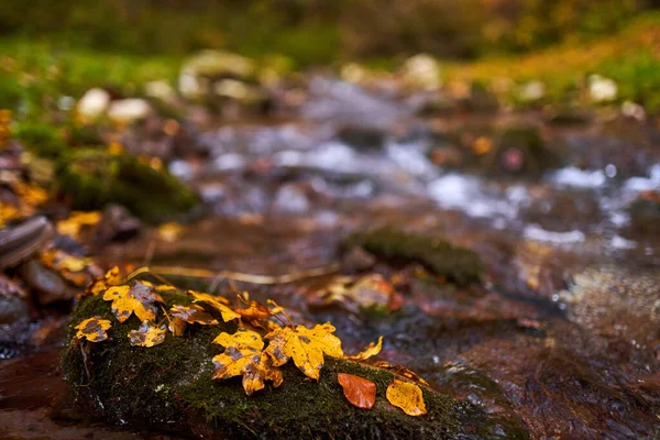 Paisagem Vibrante Rio Fluindo Lentamente Através Uma Floresta Colorida Meados — Fotografia de Stock