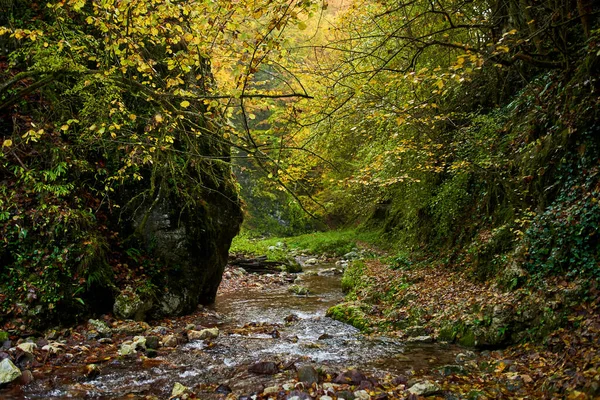 Paisaje Vibrante Río Que Fluye Lentamente Través Colorido Bosque Mediados — Foto de Stock