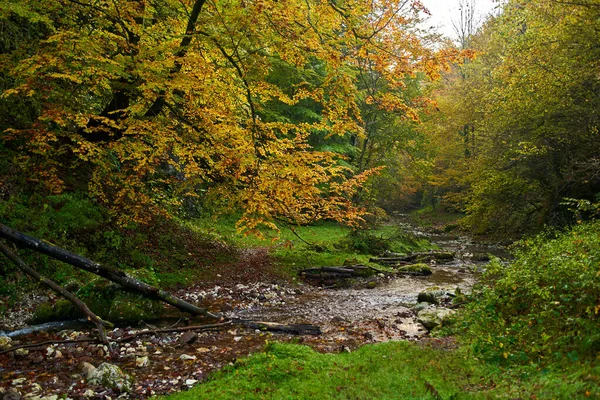 Paisaje Vibrante Río Que Fluye Lentamente Través Colorido Bosque Mediados — Foto de Stock