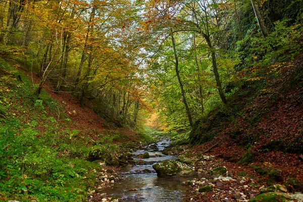 Paysage Vibrant Une Rivière Qui Coule Lentement Travers Une Forêt — Photo