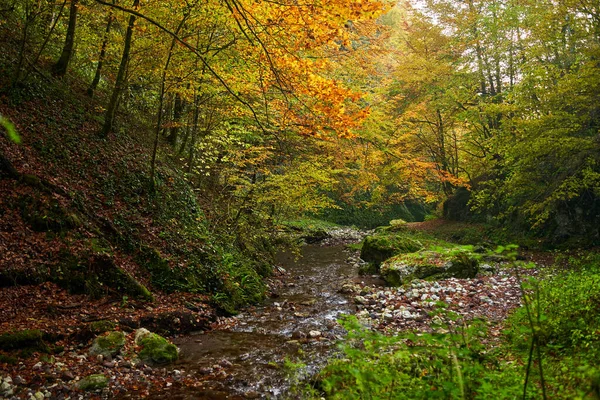 Paysage Vibrant Une Rivière Qui Coule Lentement Travers Une Forêt — Photo