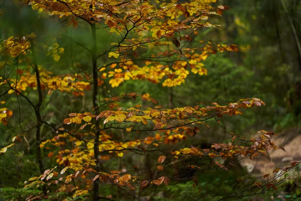 Gros Plan Arbre Aux Feuilles Orange Colorées Automne — Photo