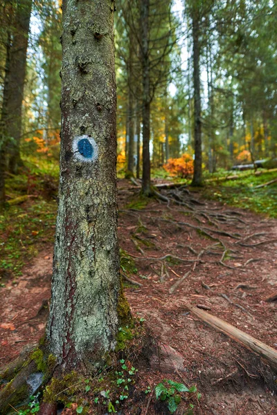 Çam Ormanında Işaretli Bir Yürüyüş Yolu — Stok fotoğraf