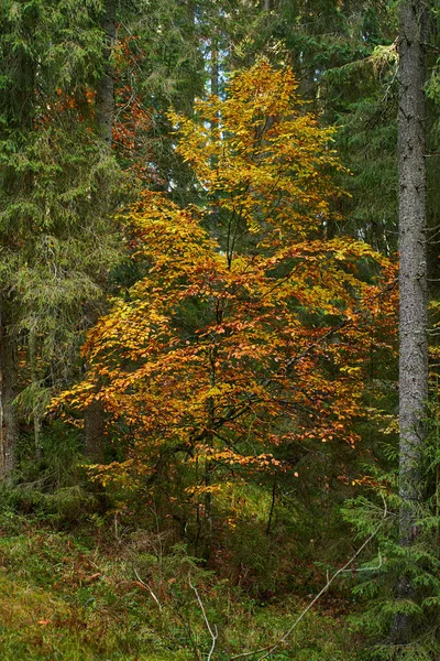 Zbliżenie Drzewa Kolorowymi Liśćmi Pomarańczy Jesienią — Zdjęcie stockowe