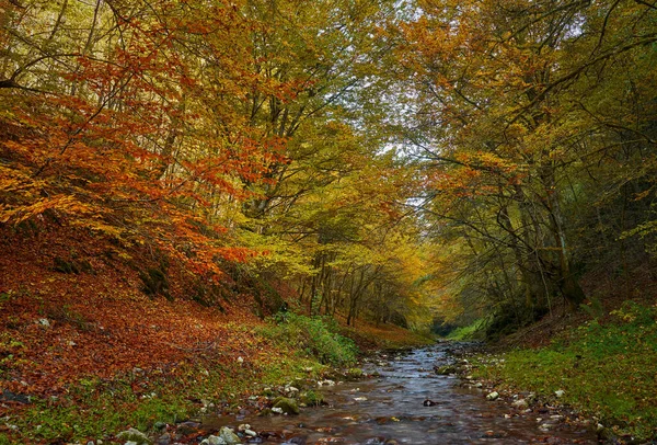 Paisaje Vibrante Río Que Fluye Lentamente Través Colorido Bosque Mediados — Foto de Stock