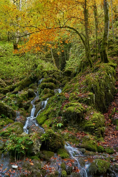 Paisagem Vibrante Rio Fluindo Lentamente Através Uma Floresta Colorida Meados — Fotografia de Stock