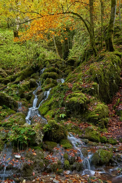 Živé Krajina Řeky Pomalu Teče Barevným Lesem Polovině Podzimu — Stock fotografie