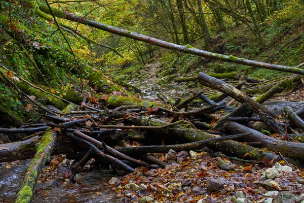 秋の半ばにはカラフルな森をゆっくりと流れる川の鮮やかな風景 — ストック写真
