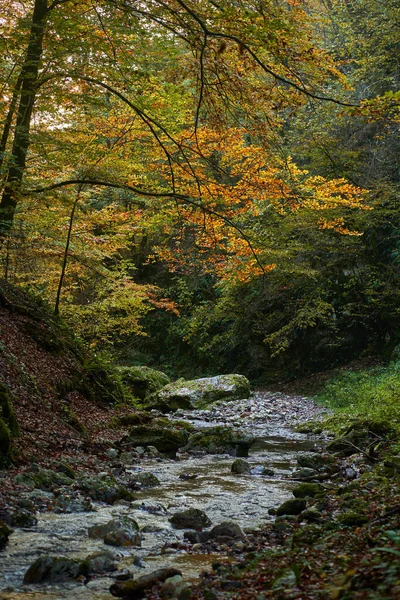 Żywy Krajobraz Rzeki Powoli Przepływającej Przez Kolorowy Las Połowie Jesieni — Zdjęcie stockowe