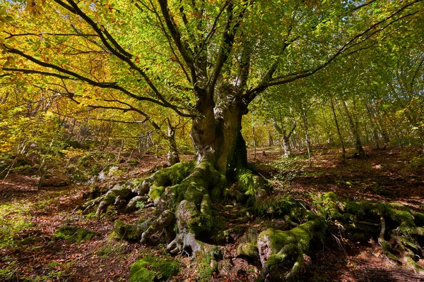 Honderdjarige Beukenboom Met Enorme Wortels Het Najaar — Stockfoto