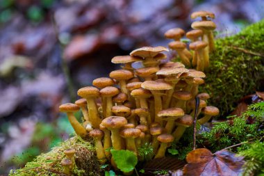 Closeup of agaric honey mushrooms growing on tree stumps clipart