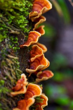 Bir ağaç kütüğünde büyüyen parazit mantar kolonisi.