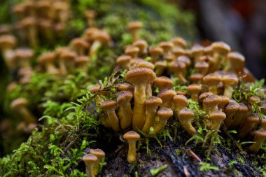 Ağaç kütüklerinde yetişen agarik bal mantarlarına yakın çekim