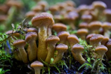 Ağaç kütüklerinde yetişen agarik bal mantarlarına yakın çekim