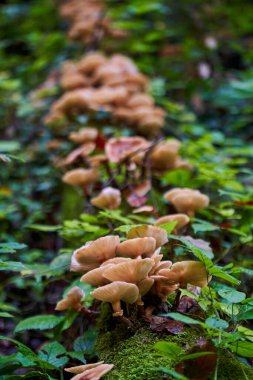 Ağaç kütüklerinde yetişen agarik bal mantarlarına yakın çekim