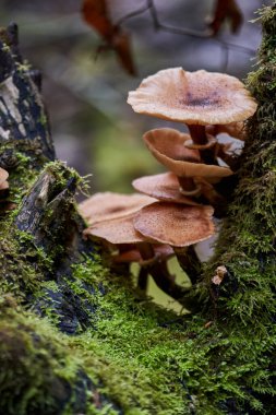 Ağaç kütüklerinde yetişen agarik bal mantarlarına yakın çekim