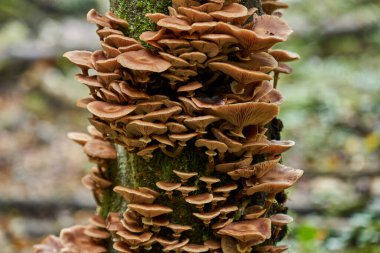 Ağaç kütüklerinde yetişen agarik bal mantarlarına yakın çekim