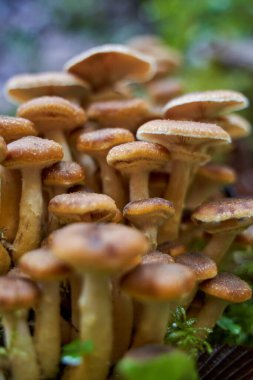 Ağaç kütüklerinde yetişen agarik bal mantarlarına yakın çekim