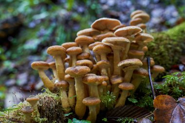 Ağaç kütüklerinde yetişen agarik bal mantarlarına yakın çekim