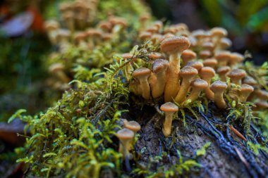 Ağaç kütüklerinde yetişen agarik bal mantarlarına yakın çekim