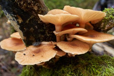 Closeup of agaric honey mushrooms growing on tree stumps clipart