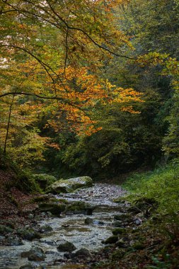 Sonbaharın ortasında renkli bir ormanın içinden yavaşça akan bir nehrin canlı manzarası.