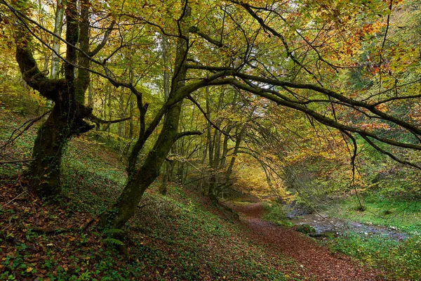 Krajobraz Tętniącym Życiem Lasem Jesienią Chodnikiem — Zdjęcie stockowe