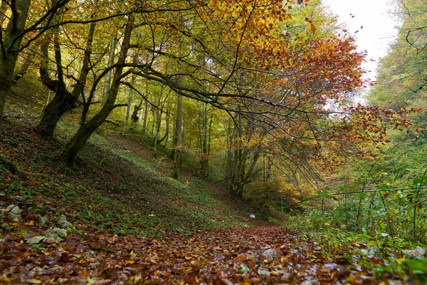 Landschaft Mit Lebendigem Wald Herbst Und Einem Fußweg — Stockfoto