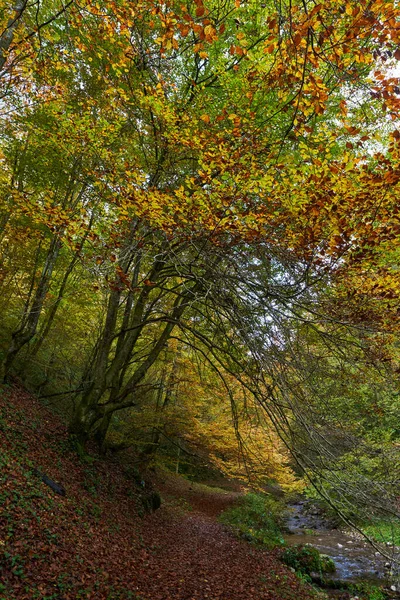 秋天的风景 森林繁茂 人行横道 — 图库照片